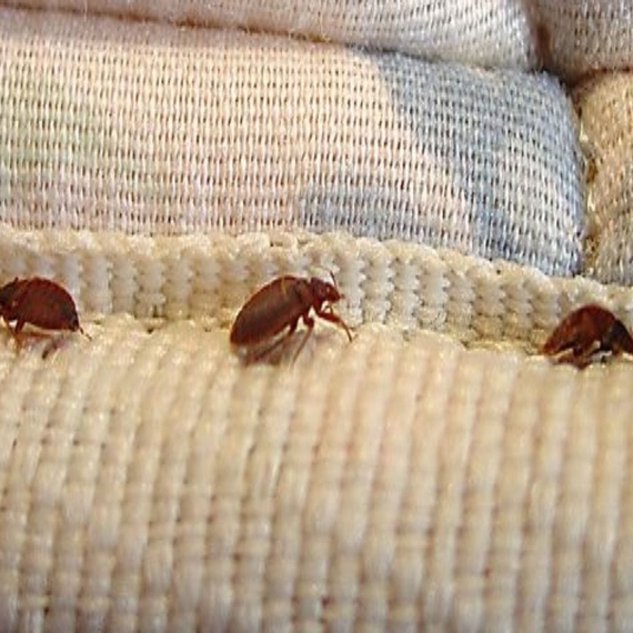 Bed Bugs Control Services in Bangalore