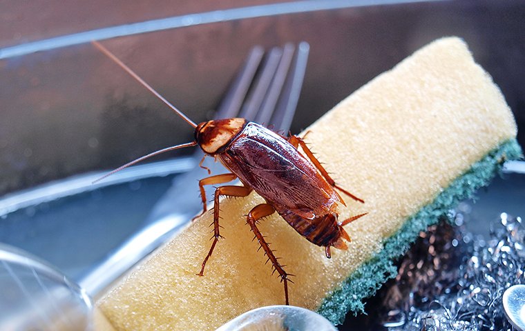 Cockroach Treatment Services In Bangalore