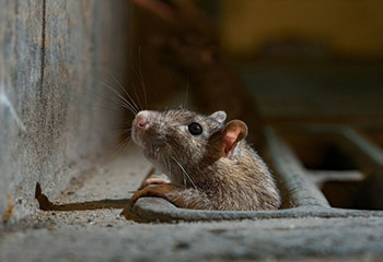 Rodents Control Services in Bangalore