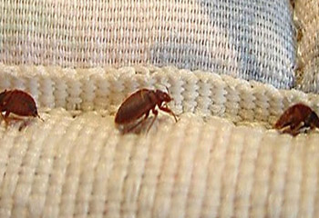 Bed Bugs Control Service in Koramangala