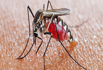 Mosquito Control Service in Whitefield