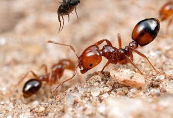 Ant Control Service in Sarjapur Road