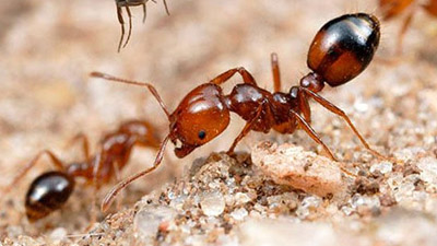 Ant Control Services in Bangalore