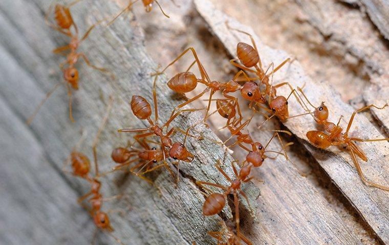 Ant Treatment Services in Bangalore