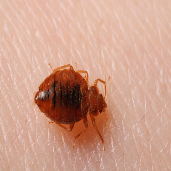 Bed Bugs Treatment Services in Bangalore