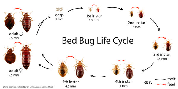 Bed Bugs Control Service in Bangalore