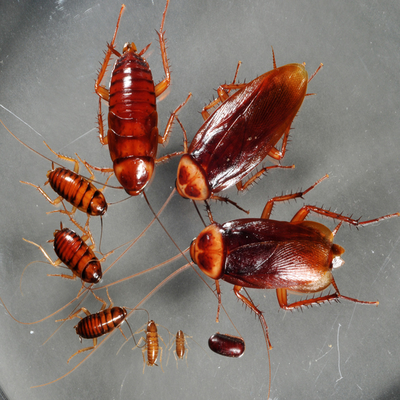 Cockroach Control Treatment In Bangalore