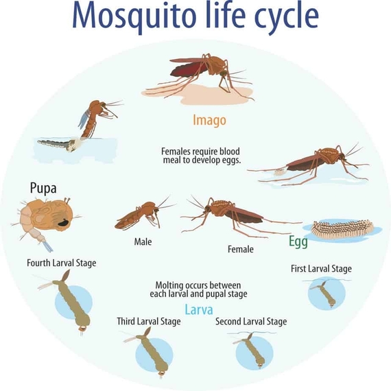 Mosquito Control Services in Bangalore