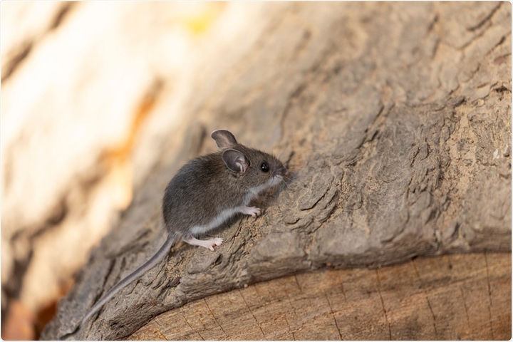 Rodent Control Service in Bangalore