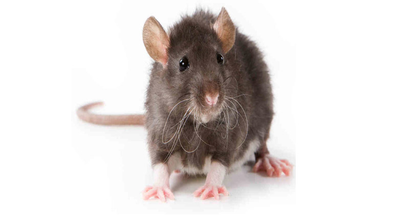 Rodent Treatment Services in Bangalore