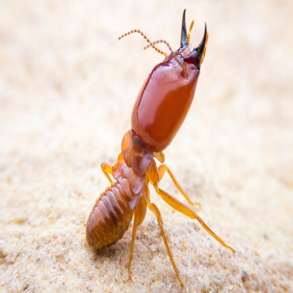 Termite Treatment Services in Bangalore