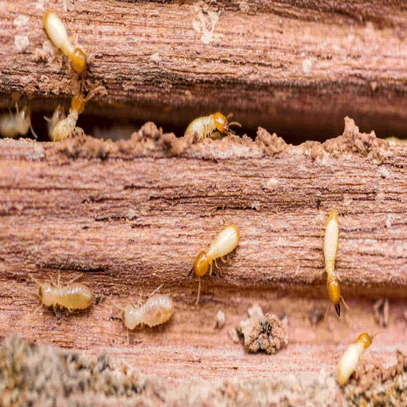 Termite Control Services in Bangalore