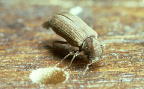 Wood Borer Treatment Services in Bangalore