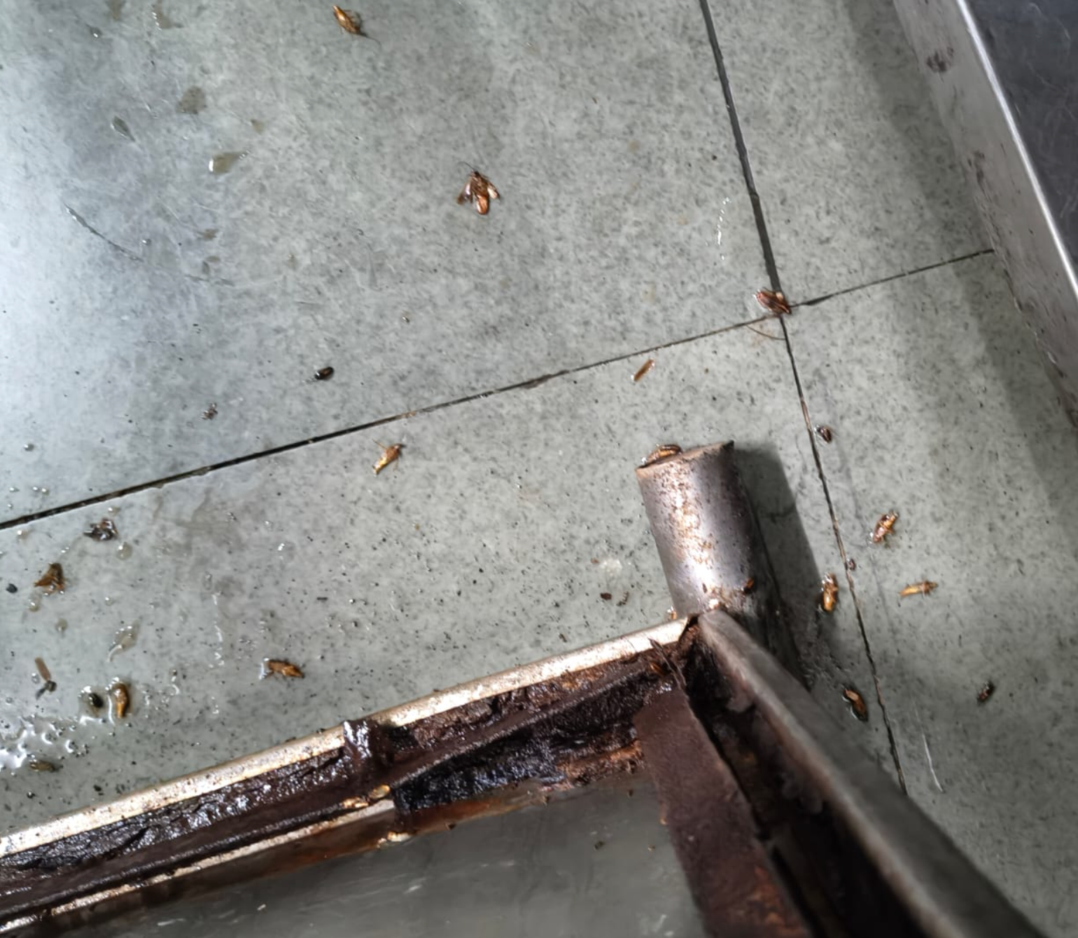 Cockroaches eliminated after a pest control treatment