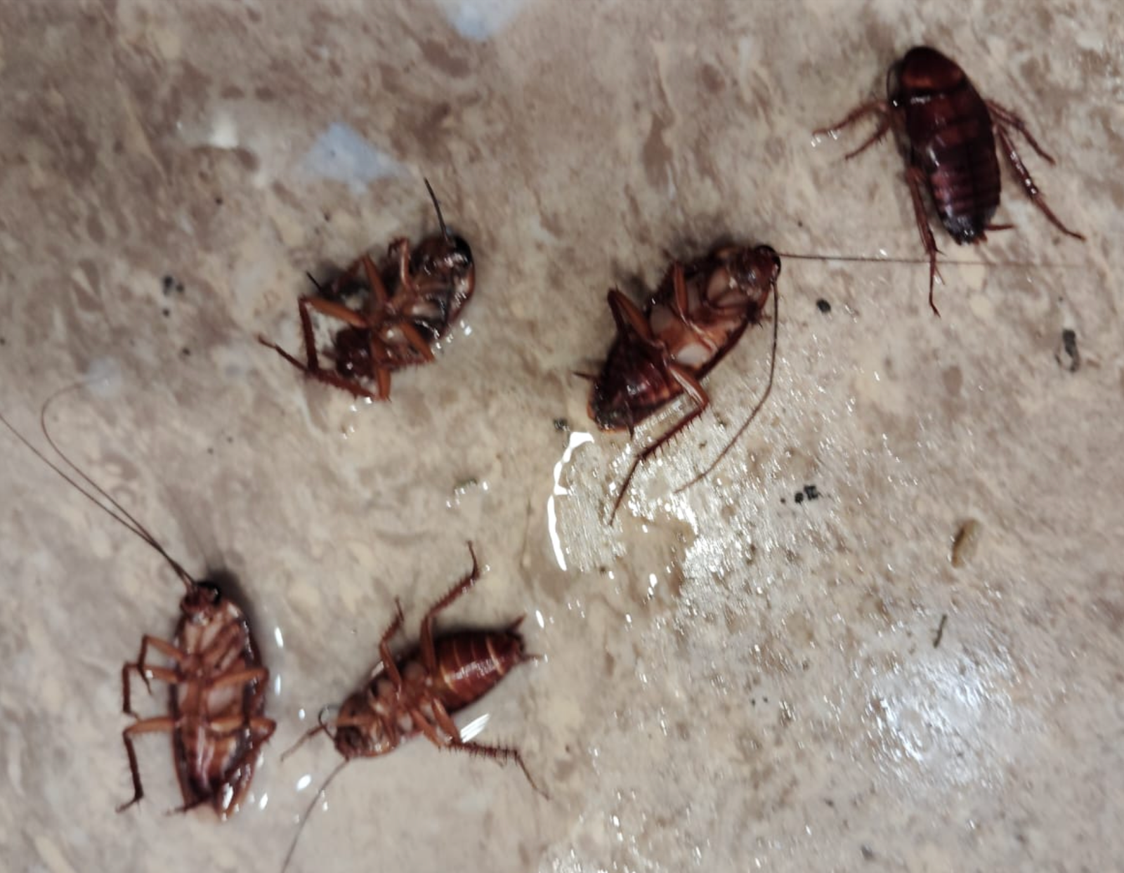 Dead cockroaches on the floor after a treatment visit