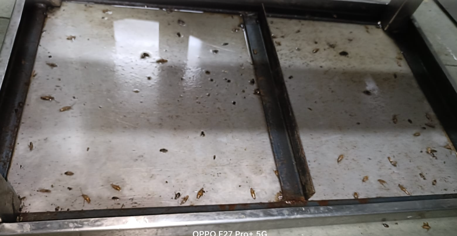 Cockroaches eliminated across a kitchen prep counter after treatment