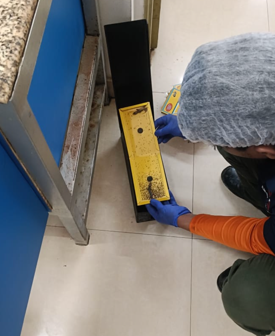 Technician inspecting a monitoring trap for lizards and crawling pests
