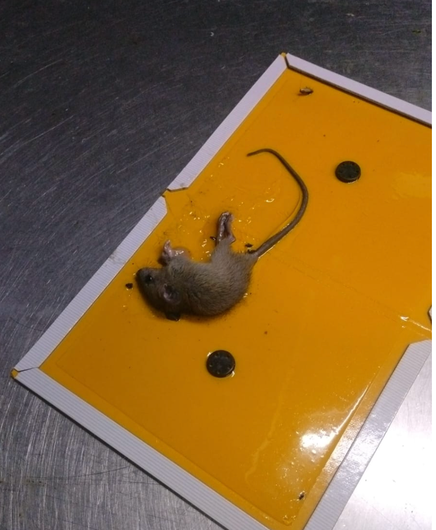 Rodent caught on a glue trap during treatment