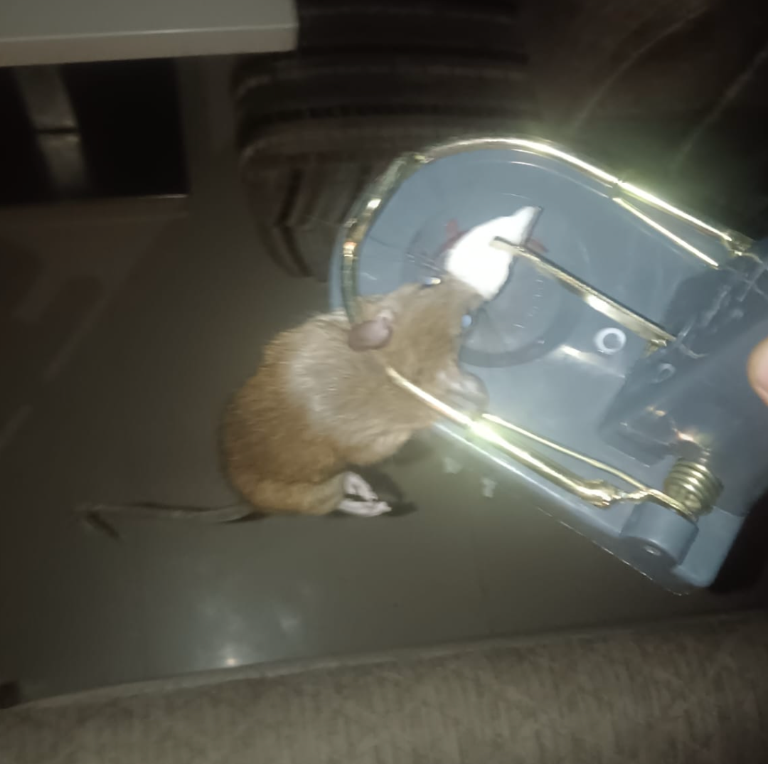 Rodent caught in a snap trap on site