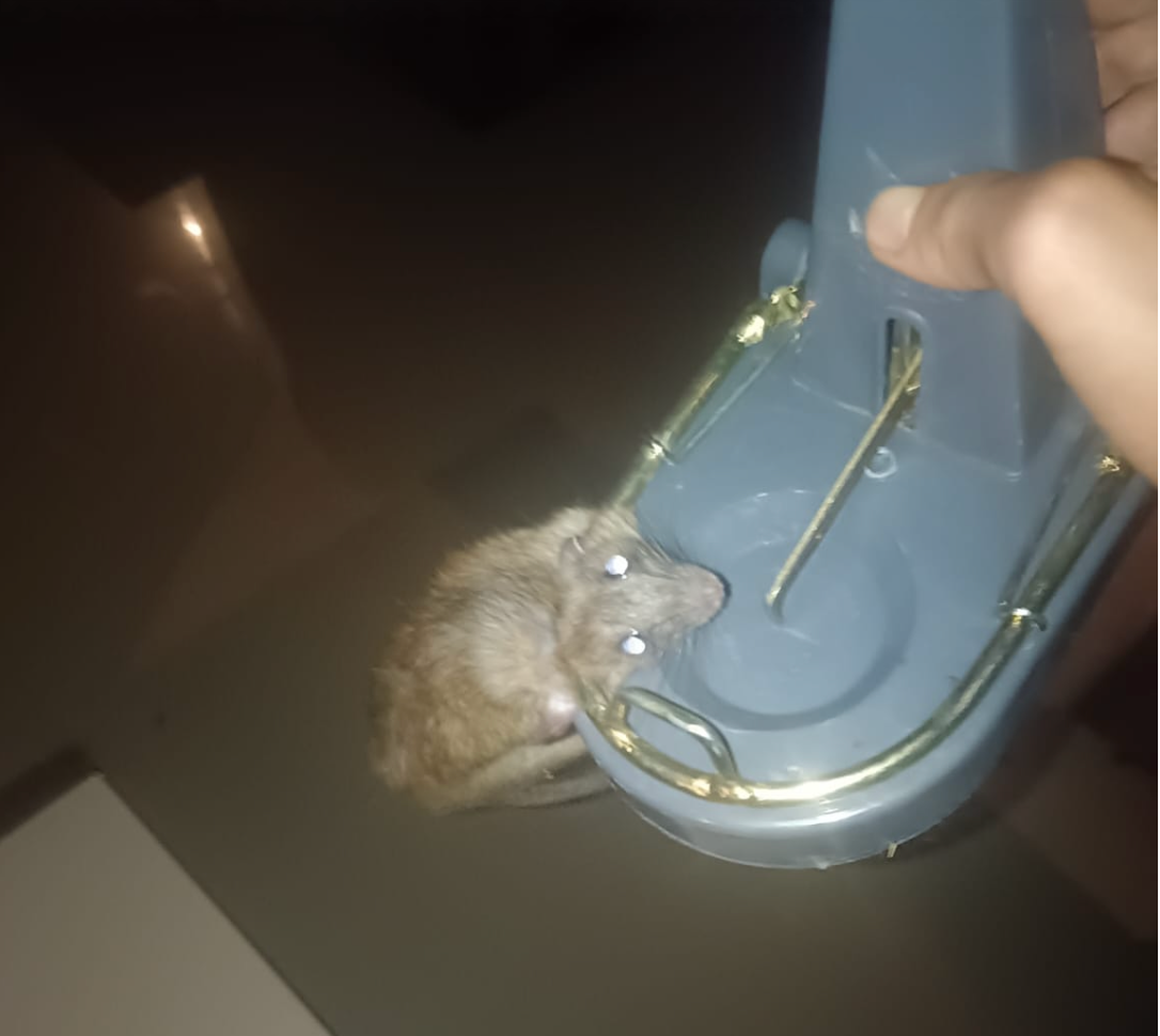 Rodent captured and removed from a client site