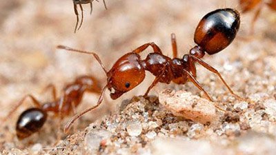 Ant Control