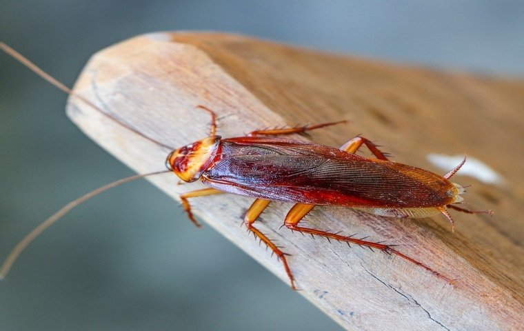 Cockroach Control