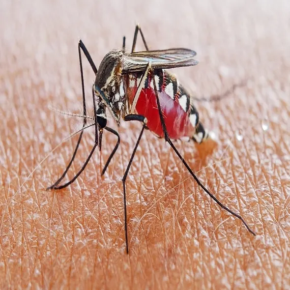 Mosquito Control