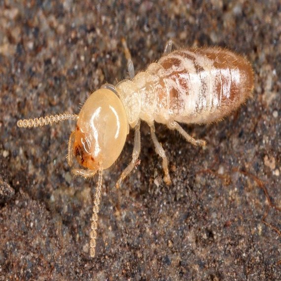 Termite Control